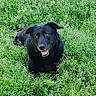 animal, black_dog, canine, companion, dog, field, friendly, grass, greenery, happy, lying_down, mammal, nature, outdoor, pet, playful, smiling, summer, sunlight, tongue_out