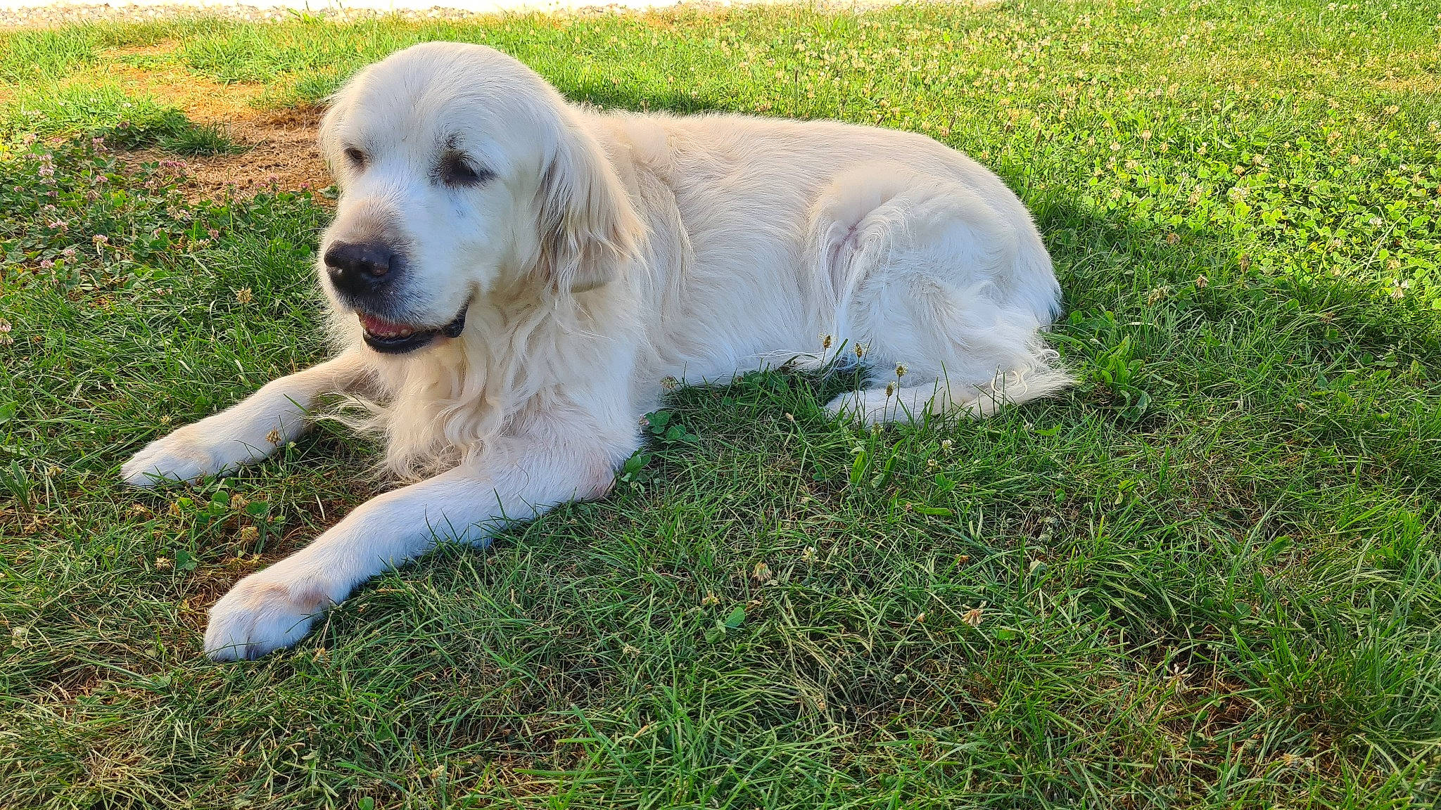 Emy participe au concours pour gagner de l'argent avec cette photo : companion_dog, dog, dog_breed, grass, groundcover, gun_dog, livestock_guardian_dog, plant, tail, terrestrial_animal, working_animal, working_dog