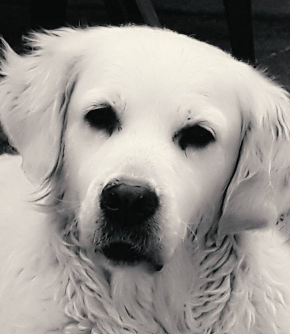 Emy participe au concours pour gagner de l'argent avec cette photo : akbash_dog, black_and_white, canidae, carnivore, companion_dog, dog, dog_breed, face, golden_retriever, great_pyrenees, head, mammal, maremma_sheepdog, nose, polish_tatra_sheepdog, retriever, slovak_cuvac, snout, vertebrate, white