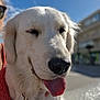 Vicky participe au concours pour gagner de l'argent avec cette photo : animal, blue_sky, canine, close_up, collar, daytime, dog, friendly, fur, golden_retriever, happy, leash, outdoor, person_partial, pet, smiling, sunglasses, sunlight, tongue_out, urban