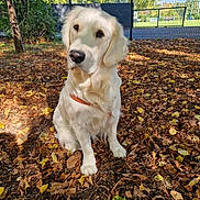 Vicky participe au concours pour gagner de l'argent avec cette photo : animal, autumn_leaves, canine, collar, daylight, dog, fence, fur, golden_retriever, ground, leaf_litter, nature, outdoor, park, pet, puppy, serene, sitting, sunlight, tree_shadow