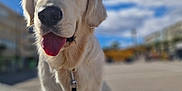 Vicky participe au concours pour gagner de l'argent avec cette photo : animal, blue_sky, canine, closeup, clouds, collar, daylight, dog, fur, golden_retriever, happy, leash, nature, outdoor, pet, playful, retriever, sitting, sunny, tongue_out