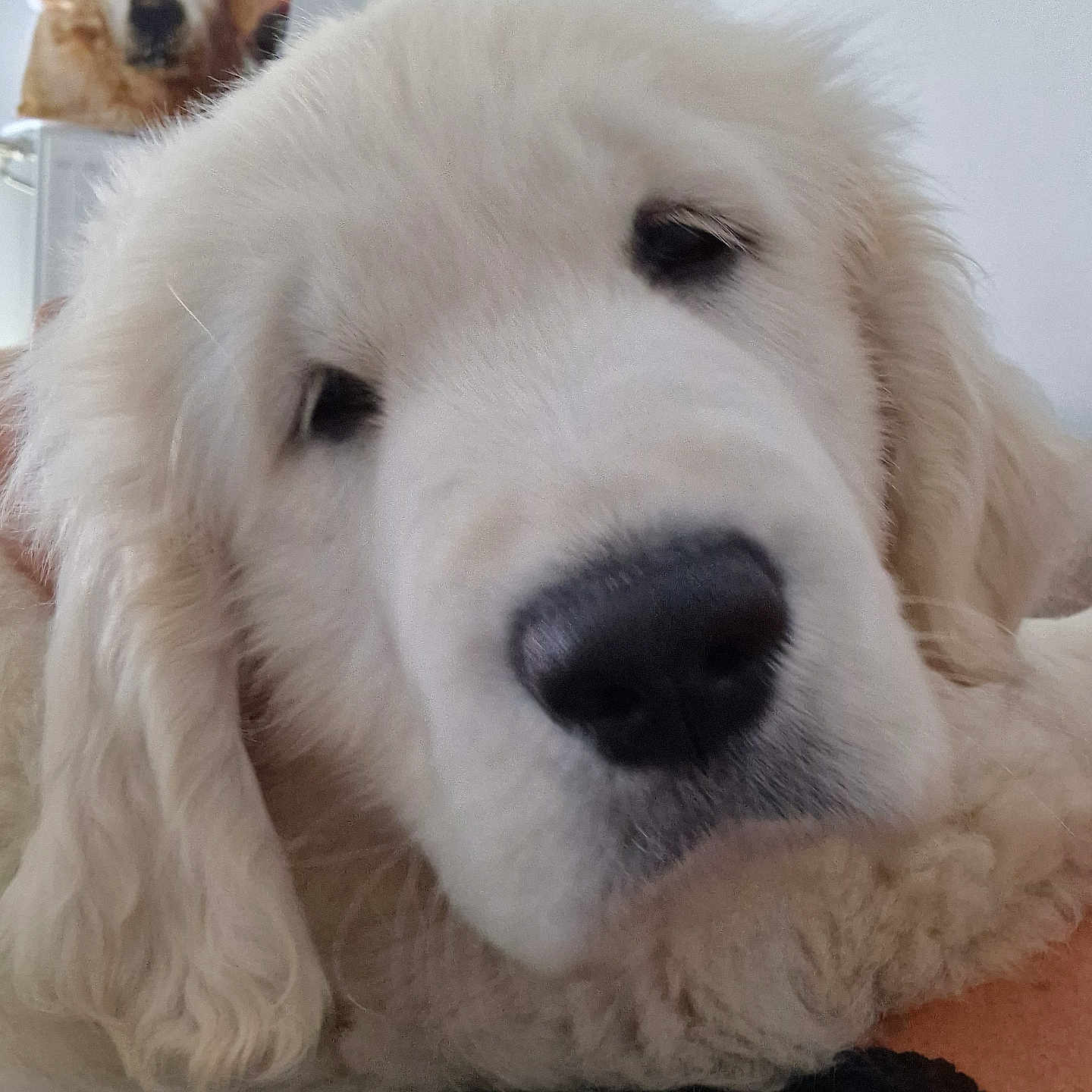 Vicky participe au concours pour gagner de l'argent avec cette photo : animal, ball, canine, cockerspaniel, dog, eskimodog, football, goldenretriever, hound, newfoundland, person, pet, poodle, puppy, snout, soccer, soccerball, sport, terrier, whitedog