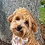 dog, cute, fluffy, curly_fur, bandana, pumpkin, leaf, heart, tree_trunk, outdoor, fall, autumn, pet, animal, portrait, greenery, nature, close_up, adorable, friendly