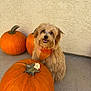 Daisy is registered to the contest to win money with this photo: dog, pumpkin, orange, bandana, fluffy, pet, smiling, outdoor, concrete, wall, fall, autumn, festive, cute, animal, portrait, happy, sitting, decor, holiday
