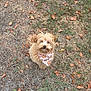 Daisy joined the competition — help win amazing prizes! dog, small_dog, fluffy, bandana, autumn, leaves, grass, outdoor, pet, cute, animal, brown_fur, looking_up, fall, nature, adorable, ground, leaf_litter, canine, mammal