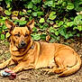 alert, animal, brown_dog, calm, canine, collar, dog, ears, fur, greenery, ground, guarding, leafy_plants, nature, outdoor, paws, pet, resting, rope_toy, toy