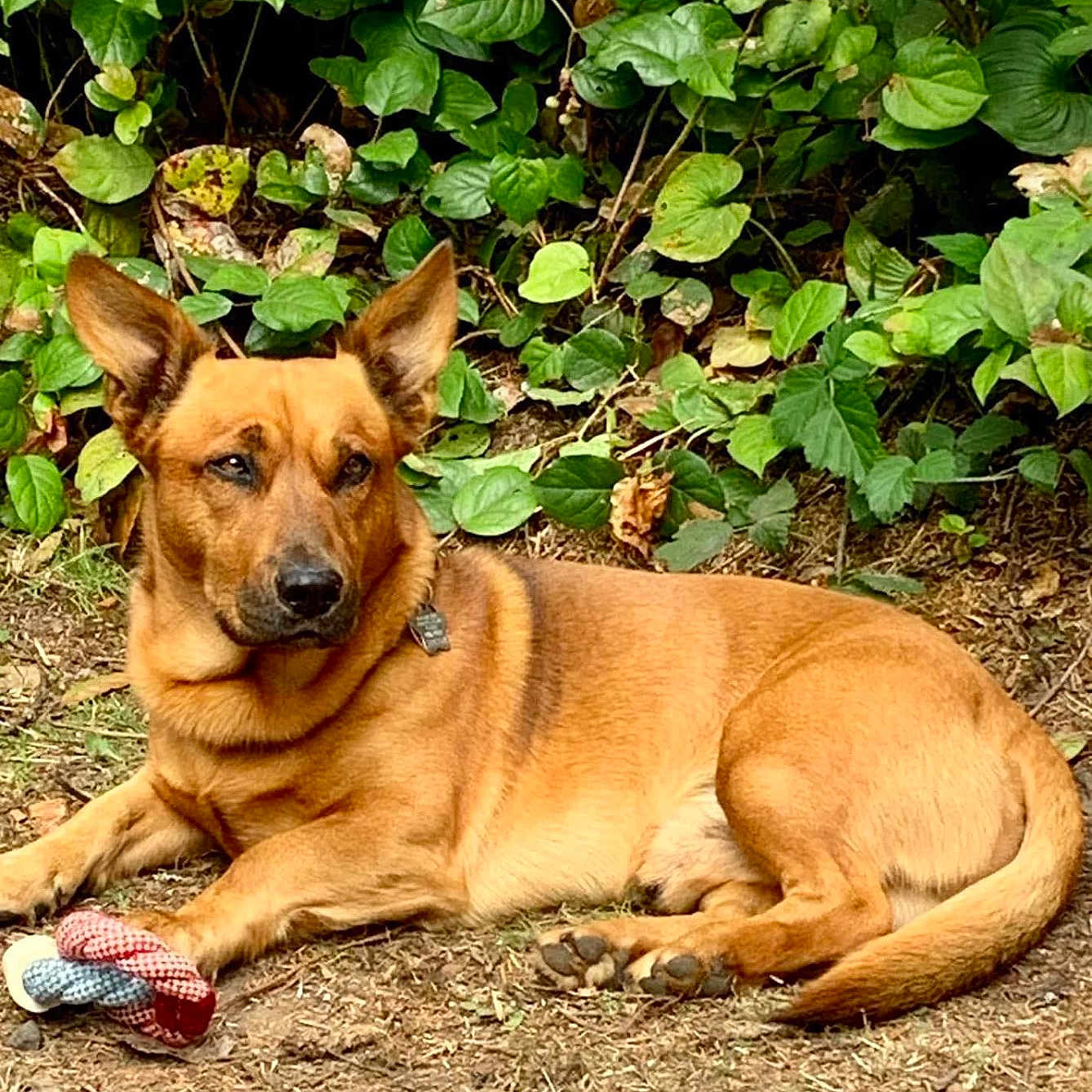 Oscar Mayer Weaver joined the competition — help win amazing prizes! alert, animal, brown_dog, calm, canine, collar, dog, ears, fur, greenery, ground, guarding, leafy_plants, nature, outdoor, paws, pet, resting, rope_toy, toy