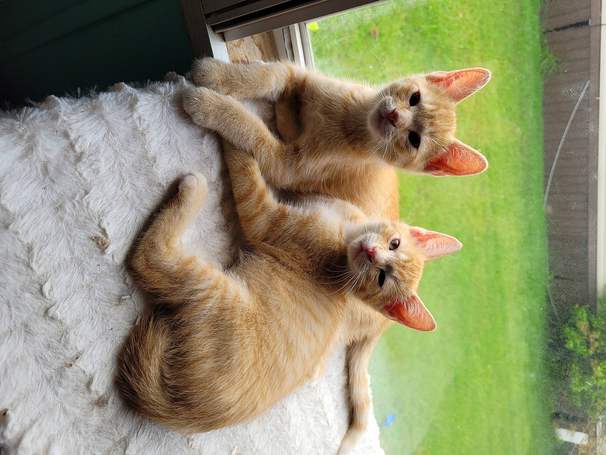 Creampuff N Twinkie is registered to the contest to win money with this photo: balinese, canidae, carnivore, cat, claw, domestic_short_haired_cat, fawn, felidae, fur, grass, paw, plant, small_to_medium_sized_cats, snout, tail, terrestrial_animal, thai, tonkinese, whiskers, wildlife