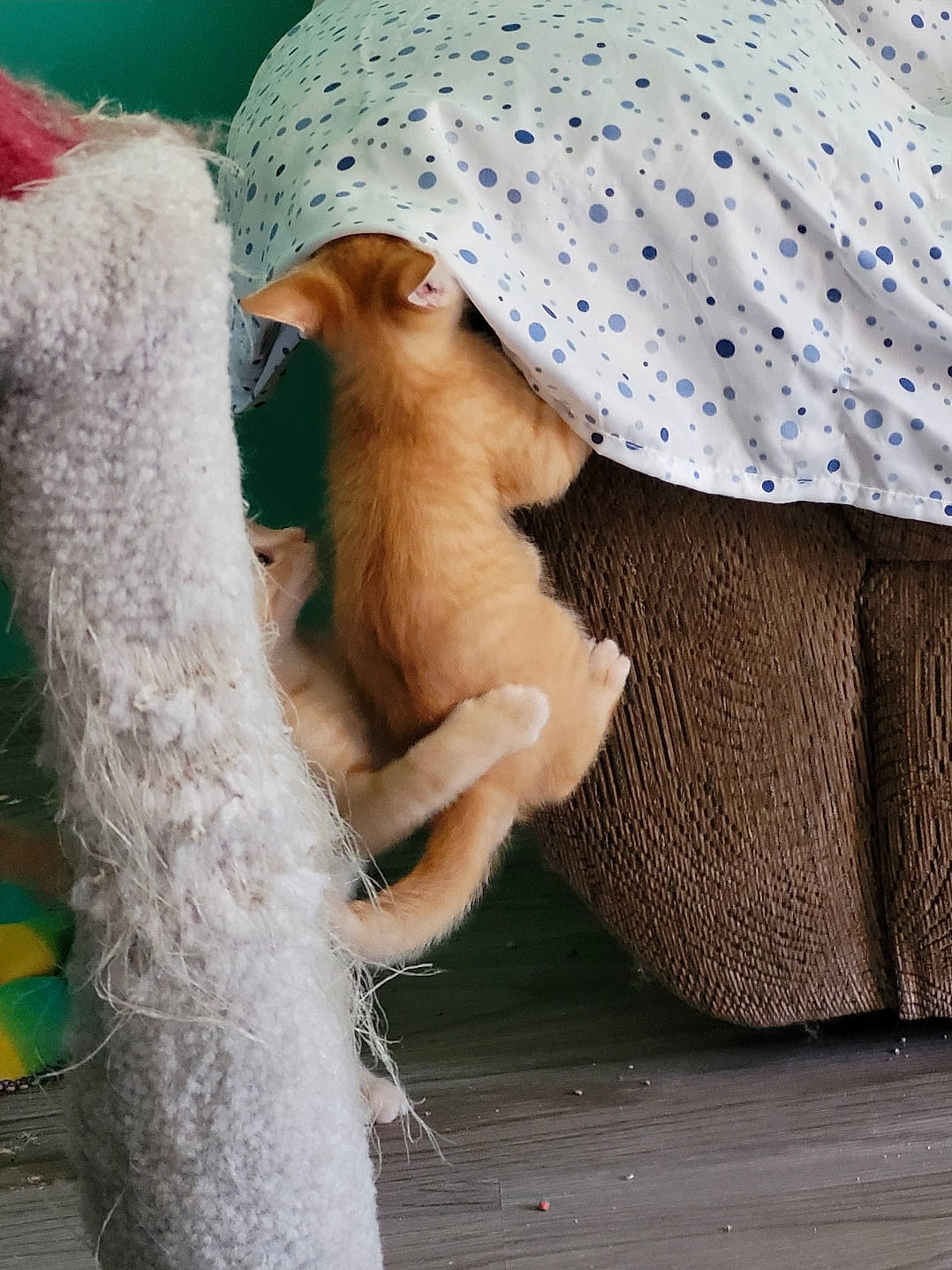 Creampuff N Twinkie is registered to the contest to win money with this photo: abdomen, arm, carnivore, comfort, companion_dog, dog_breed, dress, fawn, felidae, hat, human_body, human_leg, leg, linens, snout, sunglasses, trunk, waist, whiskers, working_animal