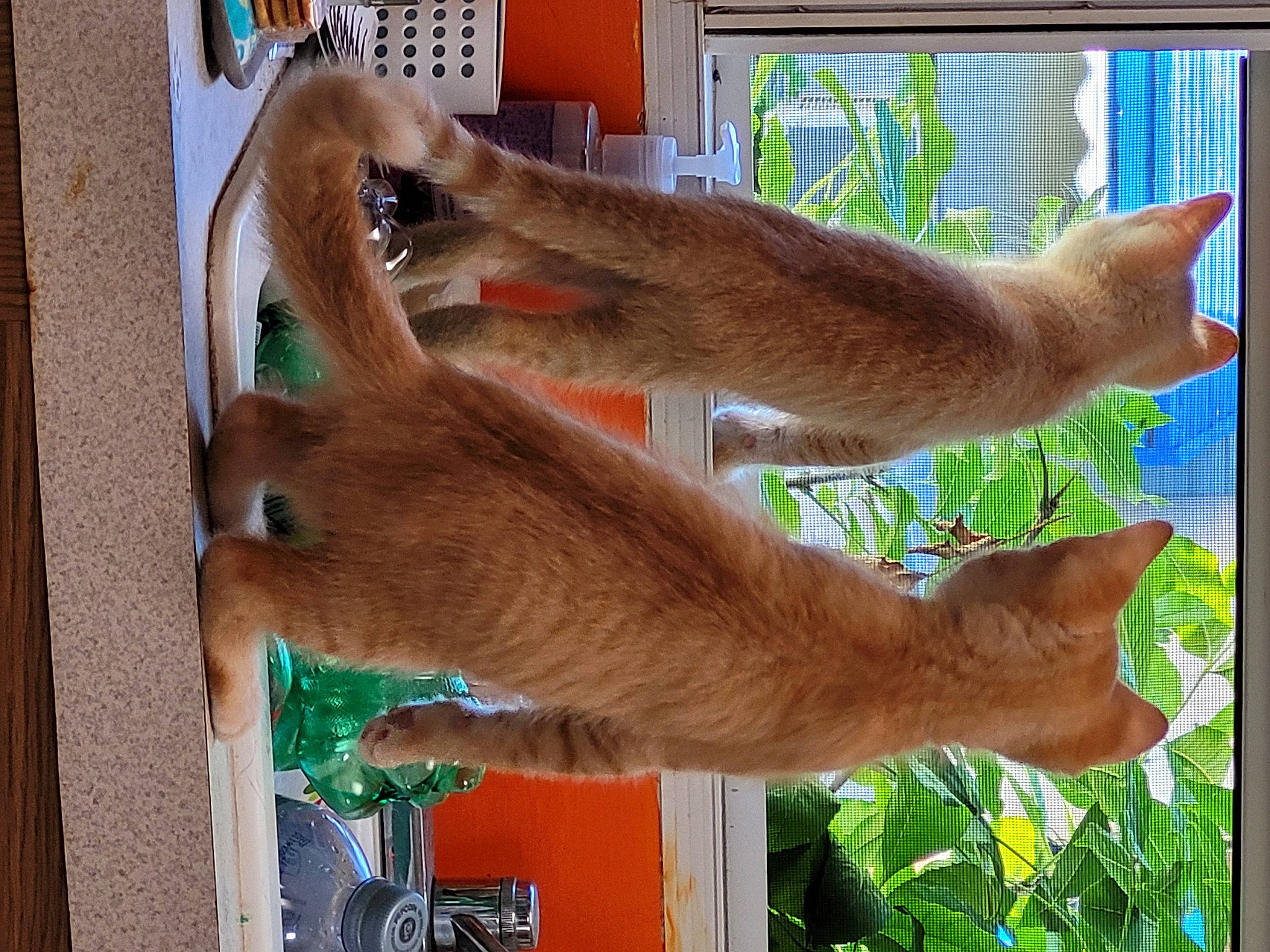 Creampuff N Twinkie joined the competition — help win amazing prizes! canidae, carnivore, dog_breed, fawn, fur, green, liver, mammal, organism, plant, snout, sporting_group, tail, terrestrial_animal, wildlife