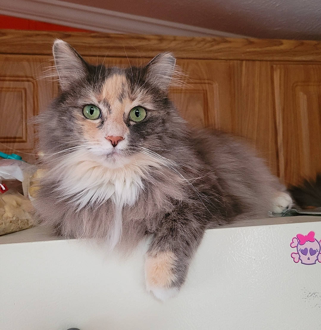 Stormy joined the competition — help win amazing prizes! box, british_longhair, carnivore, cat, claw, domestic_short_haired_cat, fawn, felidae, fur, hardwood, maine_coon, paw, siberian, sitting, small_to_medium_sized_cats, tail, terrestrial_animal, whiskers, window, wood
