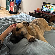 Alpha participe au concours pour gagner de l'argent avec cette photo : bed, blanket, casual, comfort, cozy, dog, floor, furniture, hand, home, human_hand, indoor, living_room, paw, relaxation, resting, shelf, sleeping, storage, television