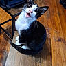 cat, kitten, black_and_white, wooden_stool, floor, indoor, pet, animal, meowing, playful, feline, small, cute, household, domestic, whiskers, ears, tail, wood, chair
