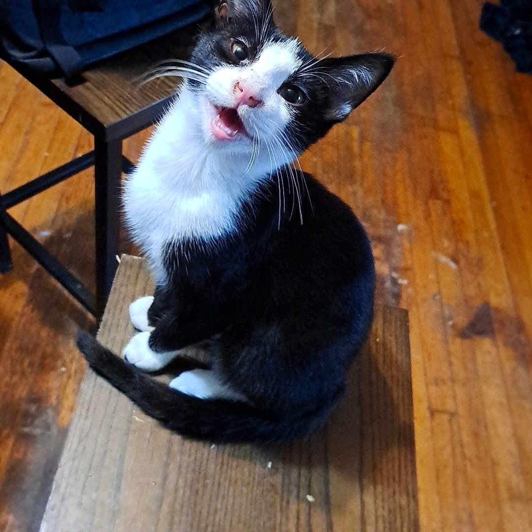 Tux is registered to the contest to win money with this photo: cat, kitten, black_and_white, wooden_stool, floor, indoor, pet, animal, meowing, playful, feline, small, cute, household, domestic, whiskers, ears, tail, wood, chair