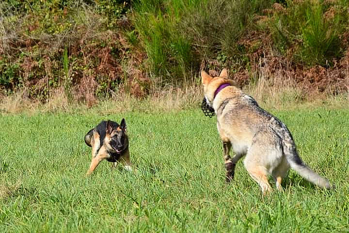 Aska a rejoint le concours — aidez-le/la à gagner de superbes lots ! belgian_shepherd_malinois, canidae, canis, carnivore, czechoslovakian_wolfdog, dog, dog_breed, east_european_shepherd, german_shepherd_dog, king_shepherd, kunming_wolfdog, mammal, norwegian_elkhound, old_german_shepherd_dog, saarloos_wolfdog, shiloh_shepherd_dog, sulimov_dog, vertebrate, wildlife, wolfdog