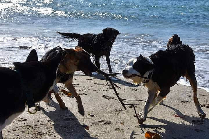 Aska participe au concours pour gagner de l'argent avec cette photo : beach, beauceron, canidae, carnivore, coast, dog, dog_breed, dog_walking, english_shepherd, guard_dog, herding_dog, huntaway, hunting_dog, ocean, sand, sea, shore, sporting_group, vacation, working_dog