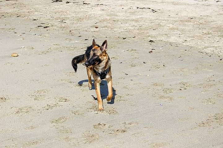 Aska a rejoint le concours — aidez-le/la à gagner de superbes lots ! belgian_shepherd_malinois, canidae, carnivore, dog, dog_breed, east_european_shepherd, german_shepherd_dog, hunting_dog, kunming_wolfdog, mammal, police_dog, vertebrate, wolfdog, working_dog