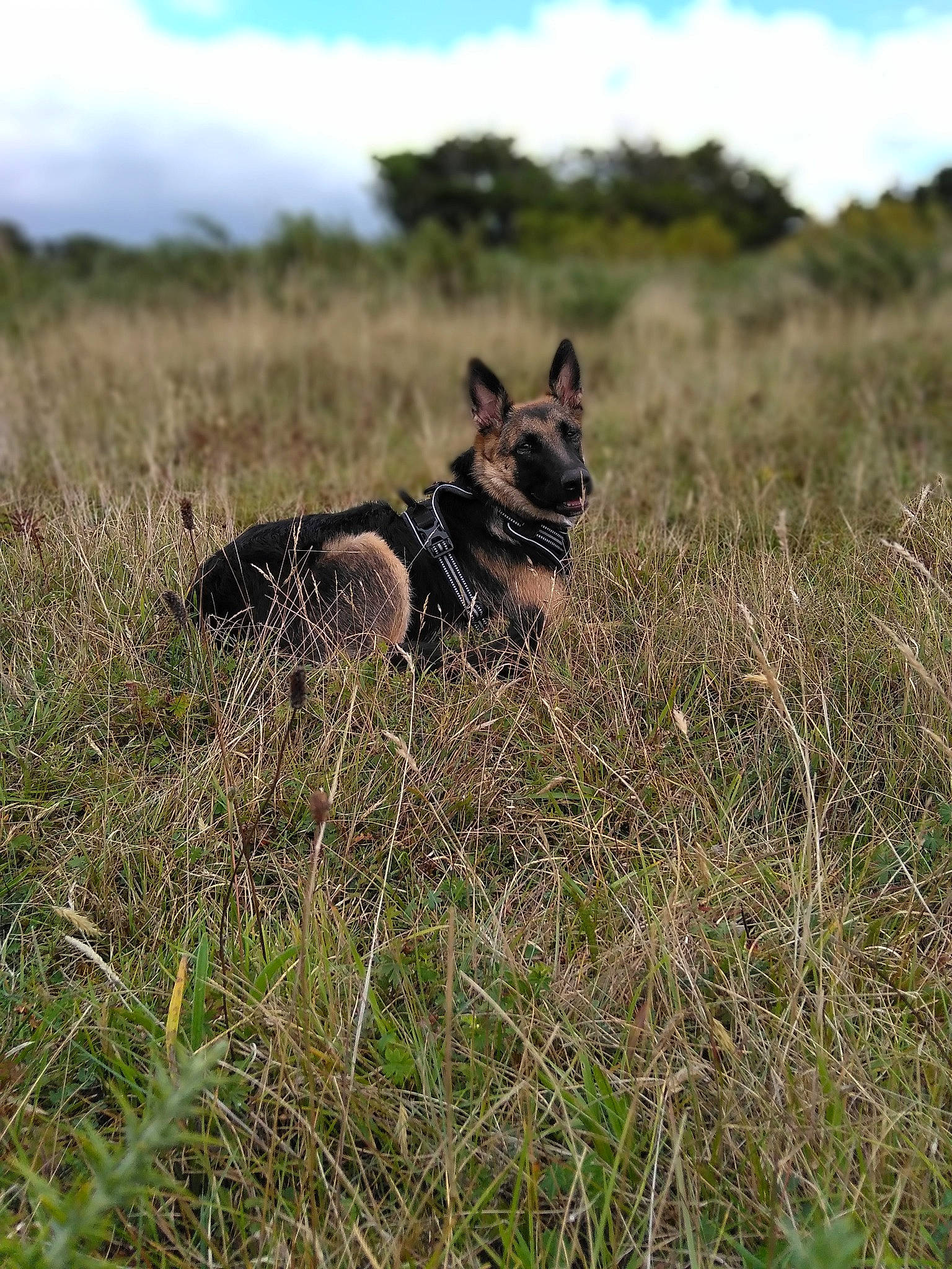 Aska participe au concours pour gagner de l'argent avec cette photo : canidae, carnivore, dog, dog_breed, german_shepherd_dog, grassland, hunting_dog, lycaon_pictus, mammal, safari, vertebrate, wildlife