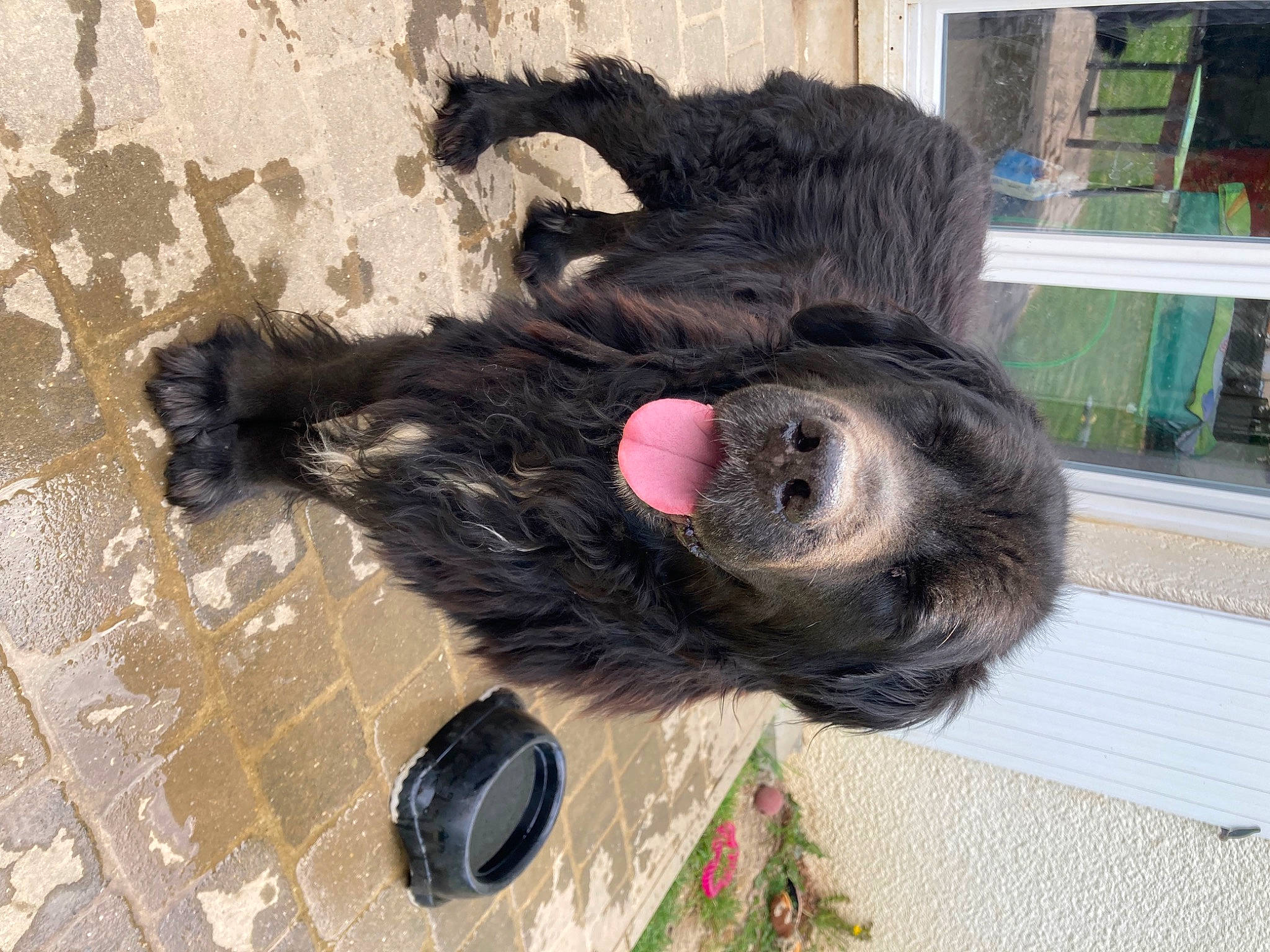 Gasko a rejoint le concours — aidez-le/la à gagner de superbes lots ! bag, canidae, companion_dog, dog_breed, flooring, foot, fur, handbag, liver, luggage_and_bags, natural_material, road_surface, snout, sporting_group, tail, terrestrial_animal, working_animal