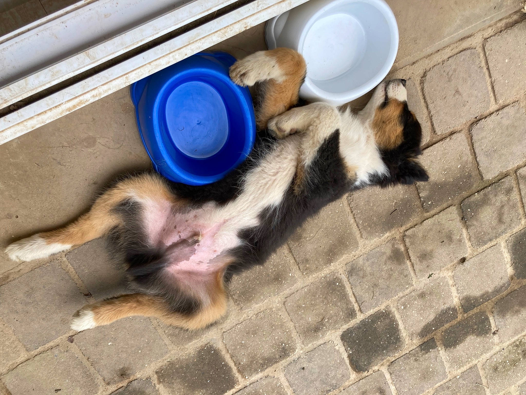 London participe au concours pour gagner de l'argent avec cette photo : brick, carnivore, companion_dog, dog, dog_breed, felidae, floor, flooring, fur, gas, hardwood, mammal, paw, serveware, small_to_medium_sized_cats, tableware, tail, tile, vertebrate, wood