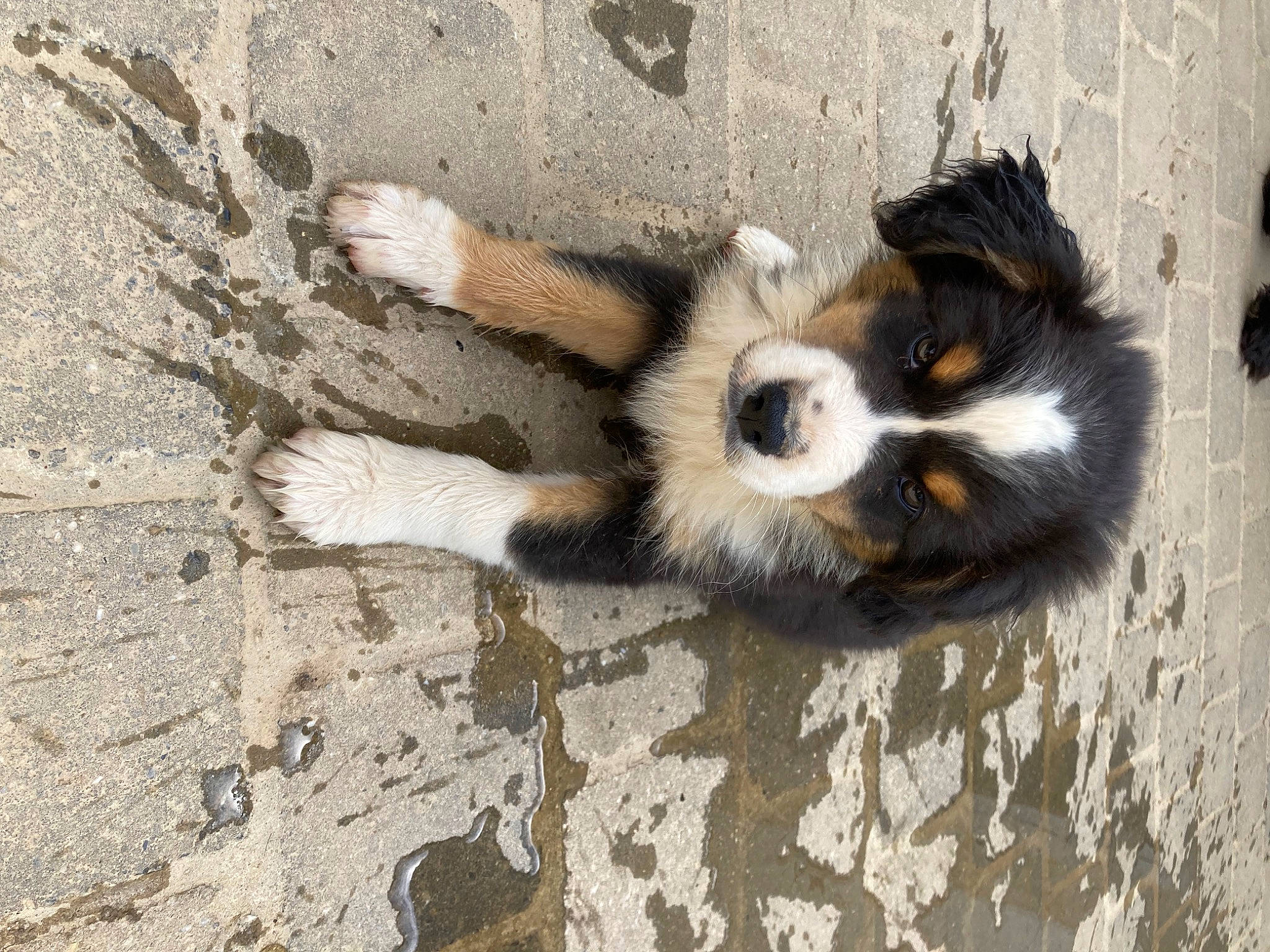 London a rejoint le concours — aidez-le/la à gagner de superbes lots ! canidae, carnivore, claw, companion_dog, dog, dog_breed, fawn, felidae, fur, paw, shadow, small_to_medium_sized_cats, snout, soil, sporting_group, tail, terrestrial_animal, whiskers, wildlife, wood