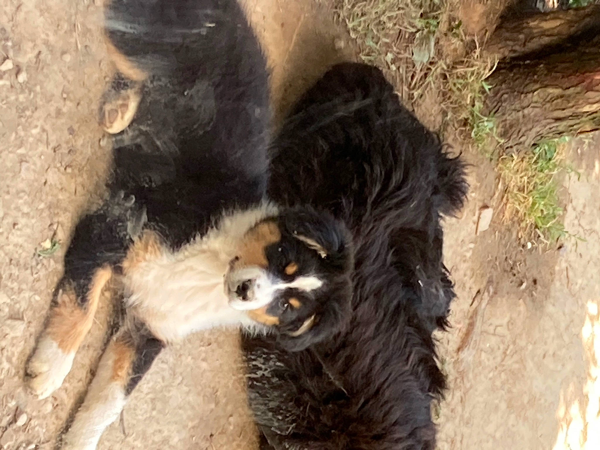 London participe au concours pour gagner de l'argent avec cette photo : canidae, carnivore, claw, companion_dog, dog_breed, felidae, fur, paw, primate, red_panda, snout, soil, sporting_group, tail, terrestrial_animal, whiskers, wildlife, working_animal, zoo