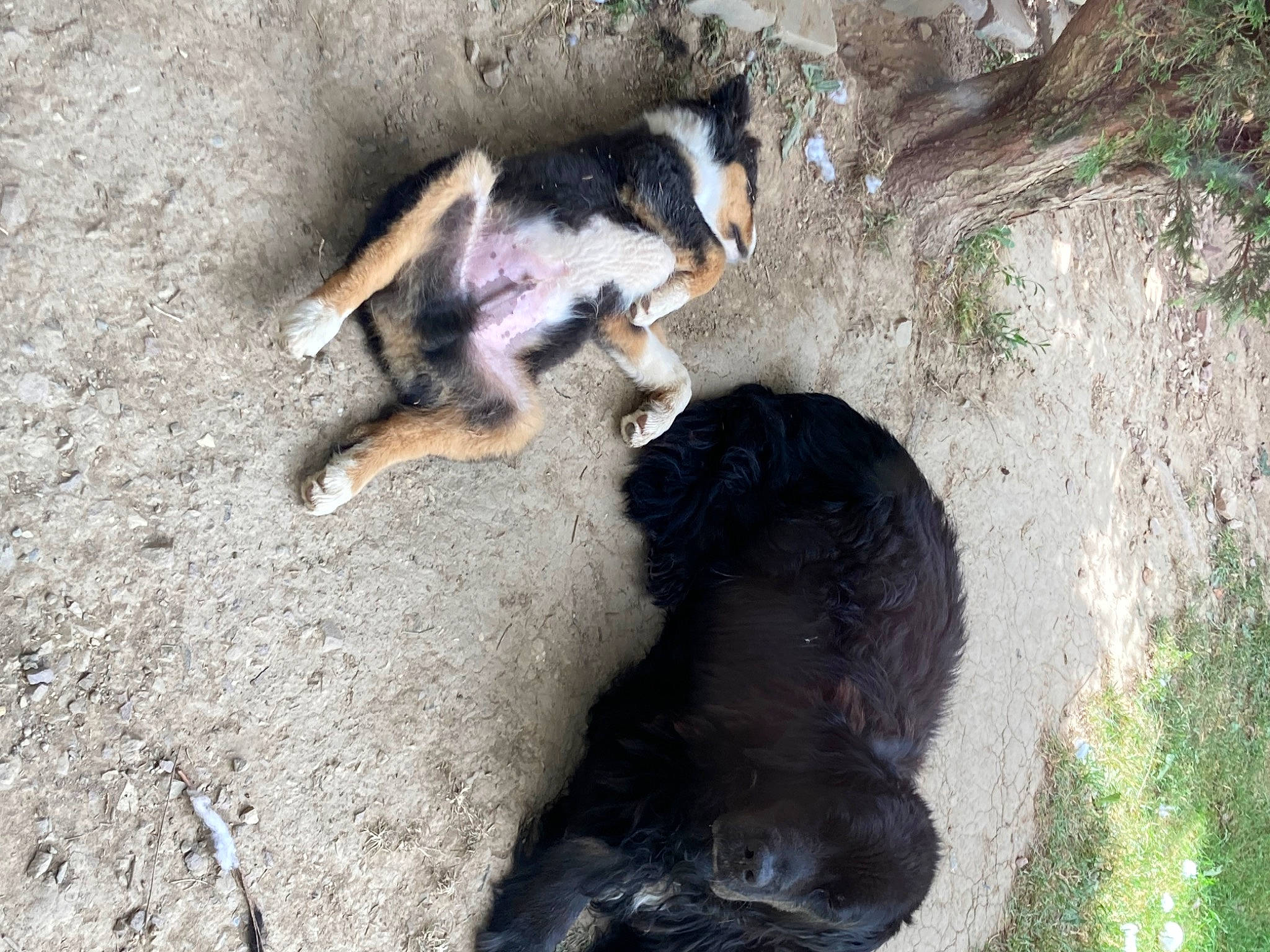 London a rejoint le concours — aidez-le/la à gagner de superbes lots ! american_black_bear, bear, canidae, carnivore, companion_dog, dog, dog_breed, fur, grass, herding_dog, mammal, paw, plant, snout, soil, sporting_group, street_dog, tail, terrestrial_animal, vertebrate