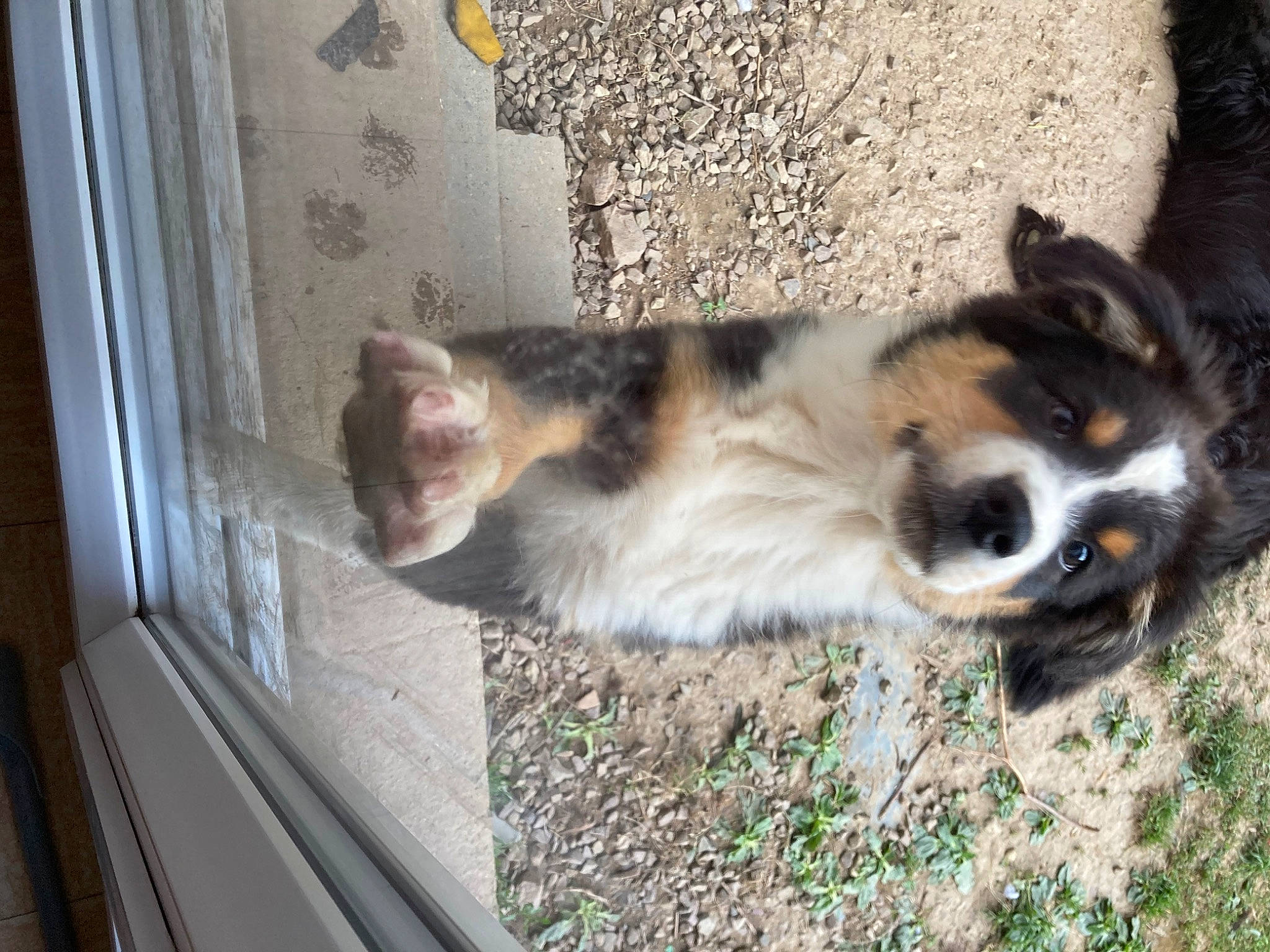 London a rejoint le concours — aidez-le/la à gagner de superbes lots ! canidae, carnivore, companion_dog, corgi_chihuahua, dog, dog_breed, felidae, flooring, fur, grass, herding_dog, sporting_group, tail, terrestrial_animal, whiskers, window, wood, working_animal, working_dog