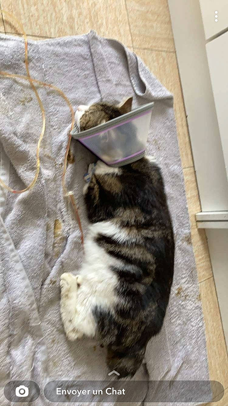 Pilou participe au concours pour gagner de l'argent avec cette photo : canidae, carnivore, cat, comfort, domestic_short_haired_cat, felidae, flooring, fur, grey, linens, nap, pattern, paw, small_to_medium_sized_cats, snout, sporting_group, tail, terrestrial_animal, whiskers, wood