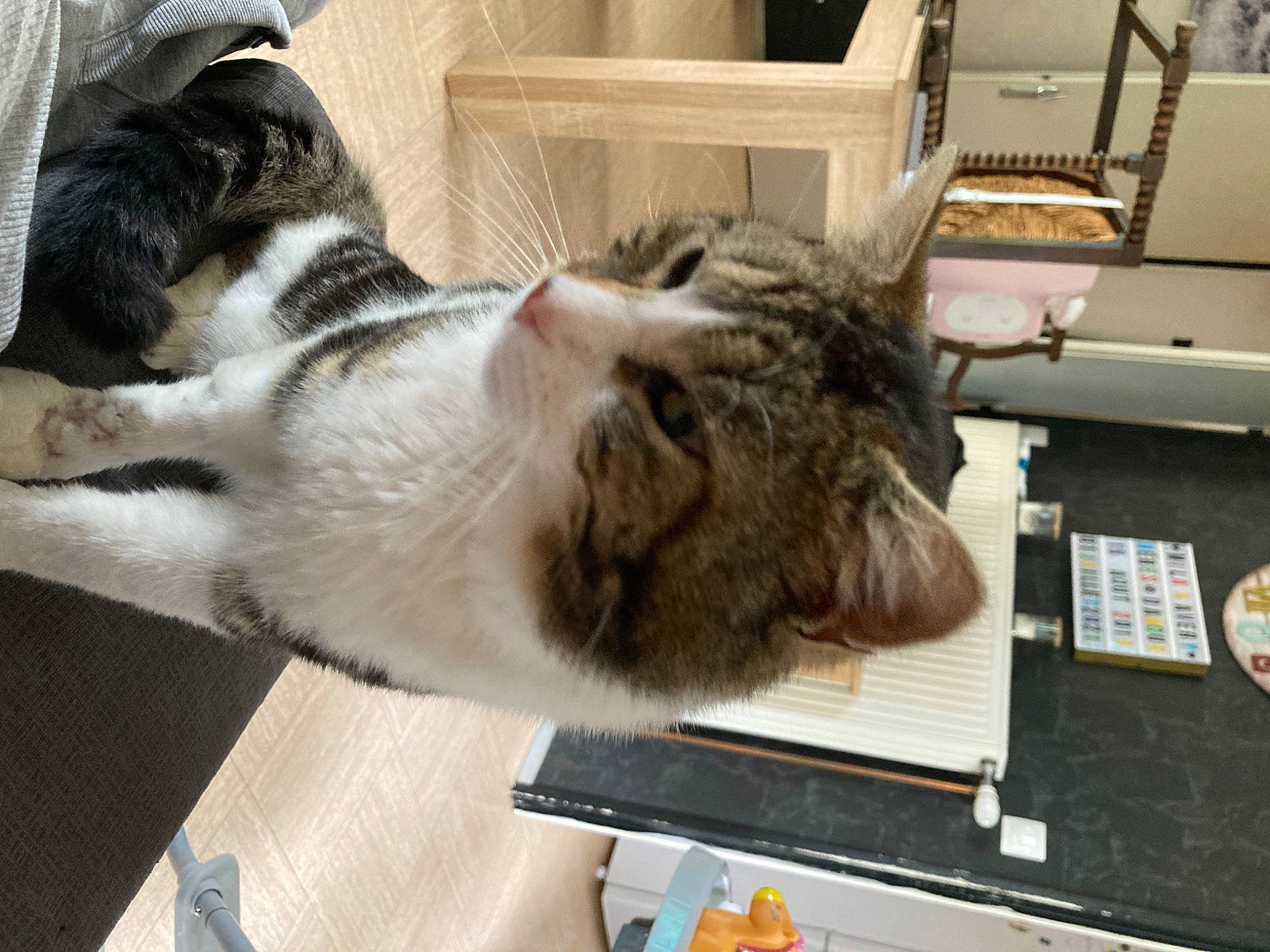 Pilou a rejoint le concours — aidez-le/la à gagner de superbes lots ! carnivore, cat, chair, claw, comfort, dog_breed, domestic_short_haired_cat, felidae, flooring, fur, hardwood, nap, paw, room, small_to_medium_sized_cats, table, tail, whiskers, wood