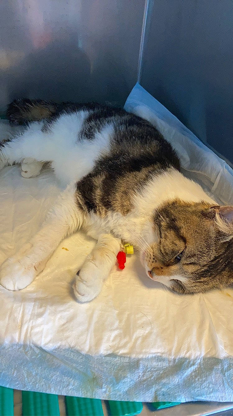 Pilou participe au concours pour gagner de l'argent avec cette photo : bedding, carnivore, cat, cat_bed, claw, comfort, couch, domestic_short_haired_cat, fawn, felidae, foot, fur, linens, nap, paw, sand, sleep, small_to_medium_sized_cats, tail, whiskers