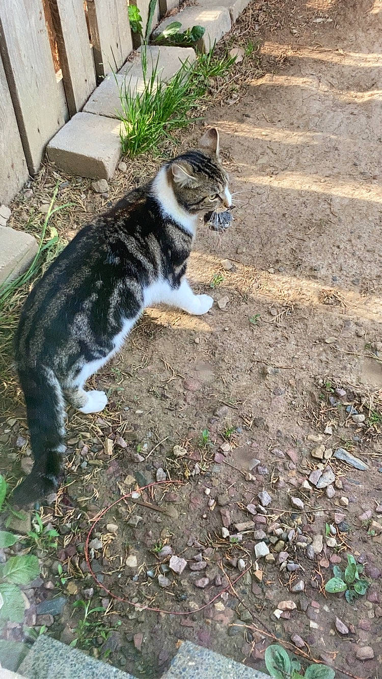 Pilou a rejoint le concours — aidez-le/la à gagner de superbes lots ! carnivore, cat, dog_breed, domestic_short_haired_cat, felidae, fur, grass, groundcover, plant, porch, road_surface, small_to_medium_sized_cats, snout, soil, sporting_group, tail, terrestrial_animal, tree, whiskers, window