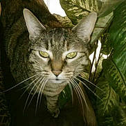 Marly is registered to the contest to win money with this photo: animal, cat, close_up, domestic_animal, eyes, face, feline, fur, green_leaves, houseplant, indoor, leaf, nature, pet, plant, resting, sitting, tabby_cat, tail, whiskers