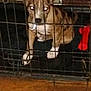 animal, animal_toy, brown_dog, cage, canine, confined, dark_background, dog, flash, furniture, glowing_eyes, indoor, metal_bars, pet, pet_care, red_bone, small_dog, toy, white_paws, wooden_floor