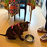 dog, puppy, brown_dog, harness, sitting, indoor, kitchen, floor, water_bowl, pet, animal, portrait, looking_at_camera, ears, tail, table, tablecloth, umbrella, slippers, home