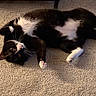 cat, tuxedo_cat, black_and_white, pet, animal, feline, carpet, indoor, home, lying_down, sprawled, belly_up, paws, whiskers, pink_nose, eyes, relaxed, playful, portrait, floor