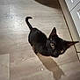 Dot is registered to the contest to win money with this photo: black_cat, cat, pet, animal, curious, indoor, wooden_floor, cabinet, shadow, looking_up, ears, whiskers, feline, flooring, domestic_cat, house, cute, small, kitten, fur