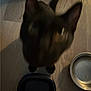 cat, blurry, floor, bowl, pet, indoor, animal, curious, food, container, domestic, closeup, feline, wood, shadow, dark, looking_up, ears, two_bowls, blur