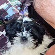 Axo a rejoint le concours — aidez-le/la à gagner de superbes lots ! animal, black_and_white, blanket, casual, close_up, comfort, companion, cute, dog, fluffy, friendship, fur, hand, home, human, indoors, pet, puppy, relaxing, resting