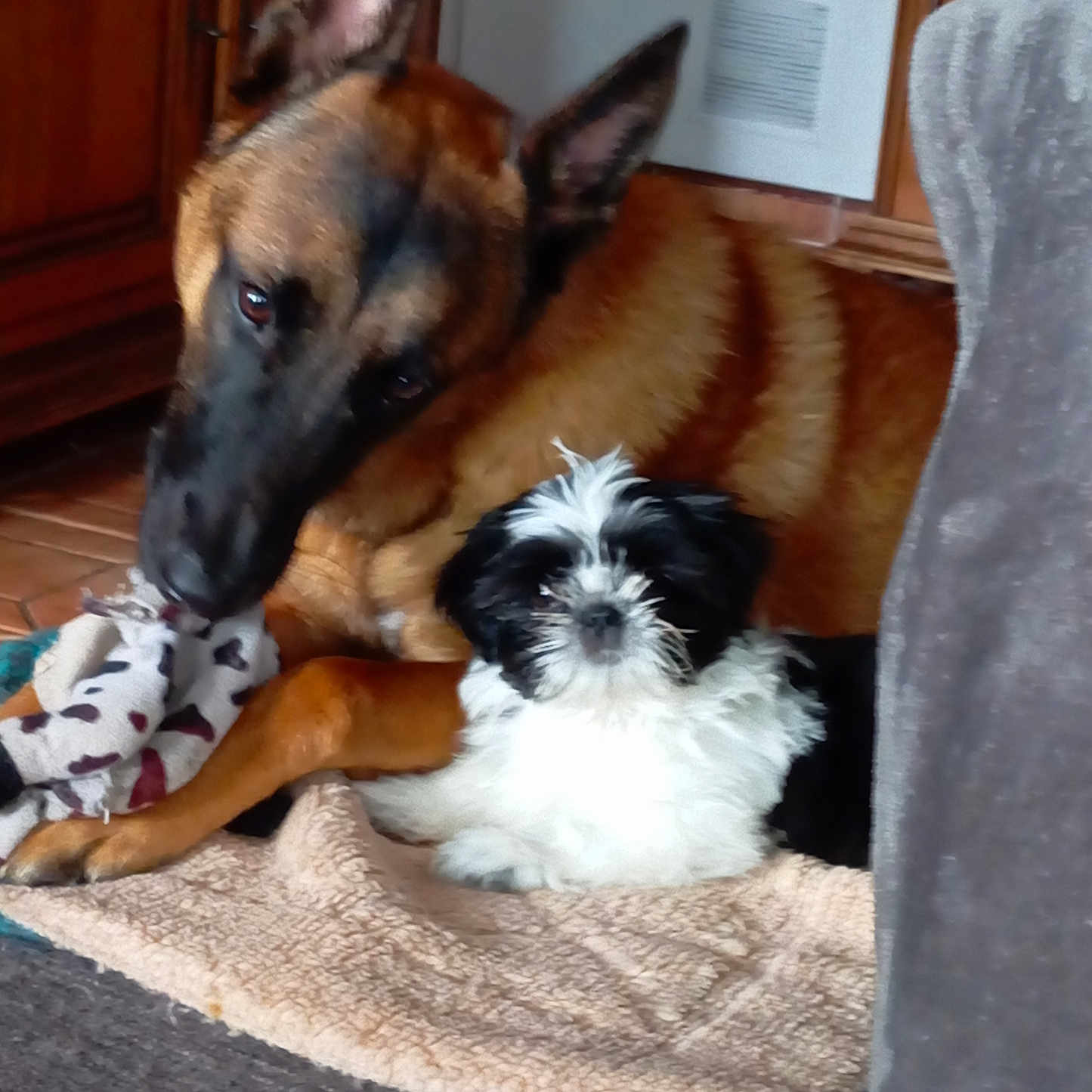 Vega participe au concours pour gagner de l'argent avec cette photo : animal, black_and_white_puppy, blanket, brown_dog, canine, companion, cozy, cute, dog, floor, fur, furniture, indoor, pet, playful, puppy, resting, snuggling, toy, wooden_cabinet
