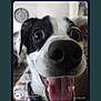 Sammie joined the competition — help win amazing prizes! animal, black_and_white, blurred_background, canine, close_up, dog, domestic_animal, ears, excited, face, friendly, happy, indoor, nose, pet, playful, portrait, smiling, tongue_out, wide_eyes
