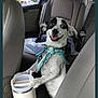 Sammie is registered to the contest to win money with this photo: backseat, canine, car_interior, companion, cup, dog, domestic_animal, happy, leather_seat, paw, pet, playful, restraint, scarf, seat, seatbelt, smiling, travel, vehicle, window