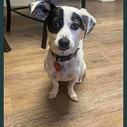 Sammie is registered to the contest to win money with this photo: animal, black_and_white, collar, companion, curious, cute, dog, domestic, ears, eyes, flooring, furniture, home_interior, indoor, looking_at_camera, pet, puppy, sitting, small_dog, wooden_floor