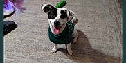 Sammie joined the competition — help win amazing prizes! animal, canine, companion, cozy, cute, dog, domestic_animal, floor, happy, home, indoor, living_room, pet, playful, puppy, rug, small_dog, smiling, sweater, toy