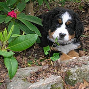 Gypsy participe au concours pour gagner de l'argent avec cette photo :