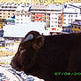 Gypsy participe au concours pour gagner de l'argent avec cette photo :
