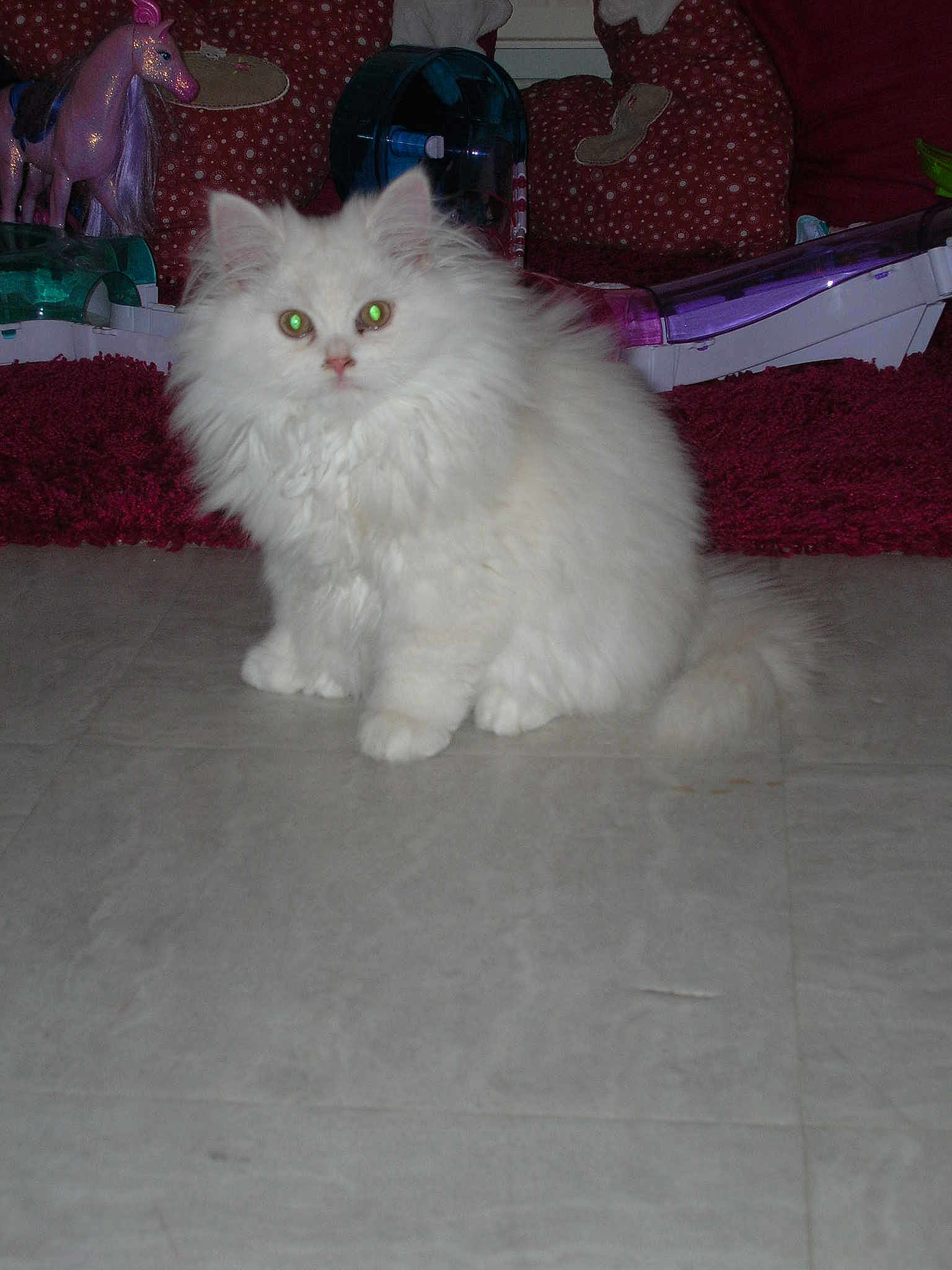 Minouche