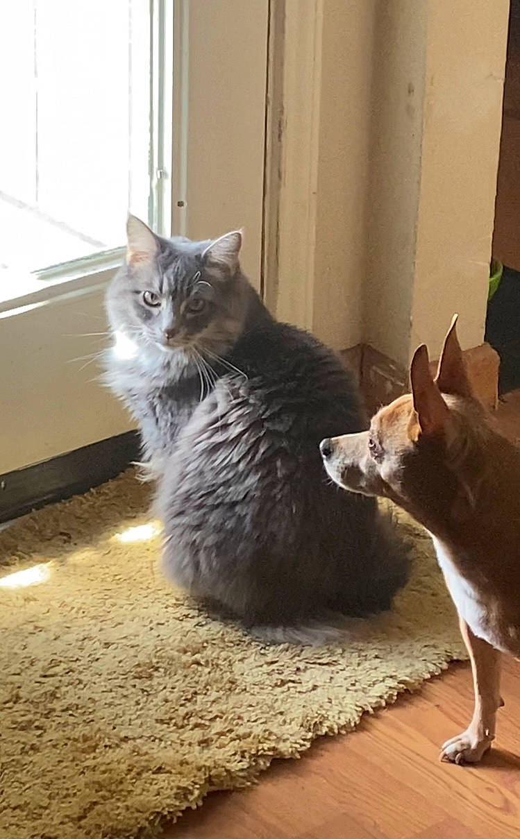 Priya joined the competition — help win amazing prizes! carnivore, cat, comfort, companion_dog, domestic_short_haired_cat, felidae, flooring, fur, grey, hardwood, paw, sitting, small_to_medium_sized_cats, tail, whiskers, window, wood, wood_flooring