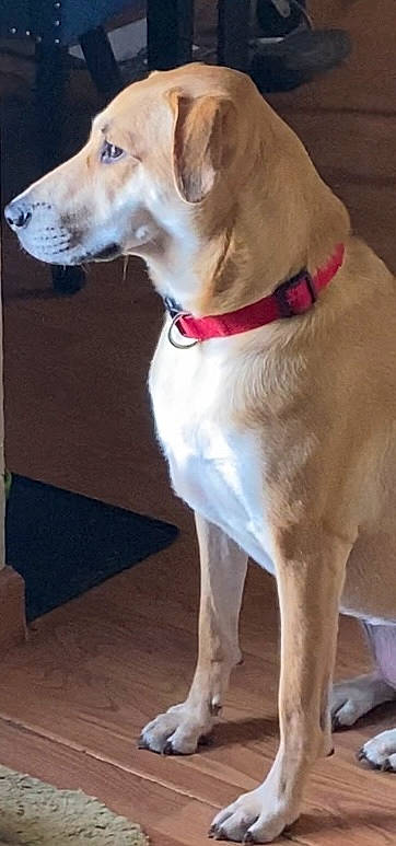 Sandy is registered to the contest to win money with this photo: canidae, carnivore, collar, companion_dog, dog, dog_breed, dog_collar, dog_supply, fashion_accessory, fawn, fur, leash, pet_supply, snout, sporting_group, tail, whiskers, wood, working_animal, working_dog